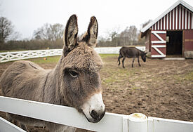 Heiligabend im Tierpark Arche Warder feiern