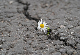 Ausstieg aus der rechtsextremen Szene: Eine Beratungsstelle in MV hilft ein Gänseblümchen kämpft sich durch den grauen Asphalt
