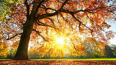 1189191651 Alter Baum mit buntem Herbstlaub