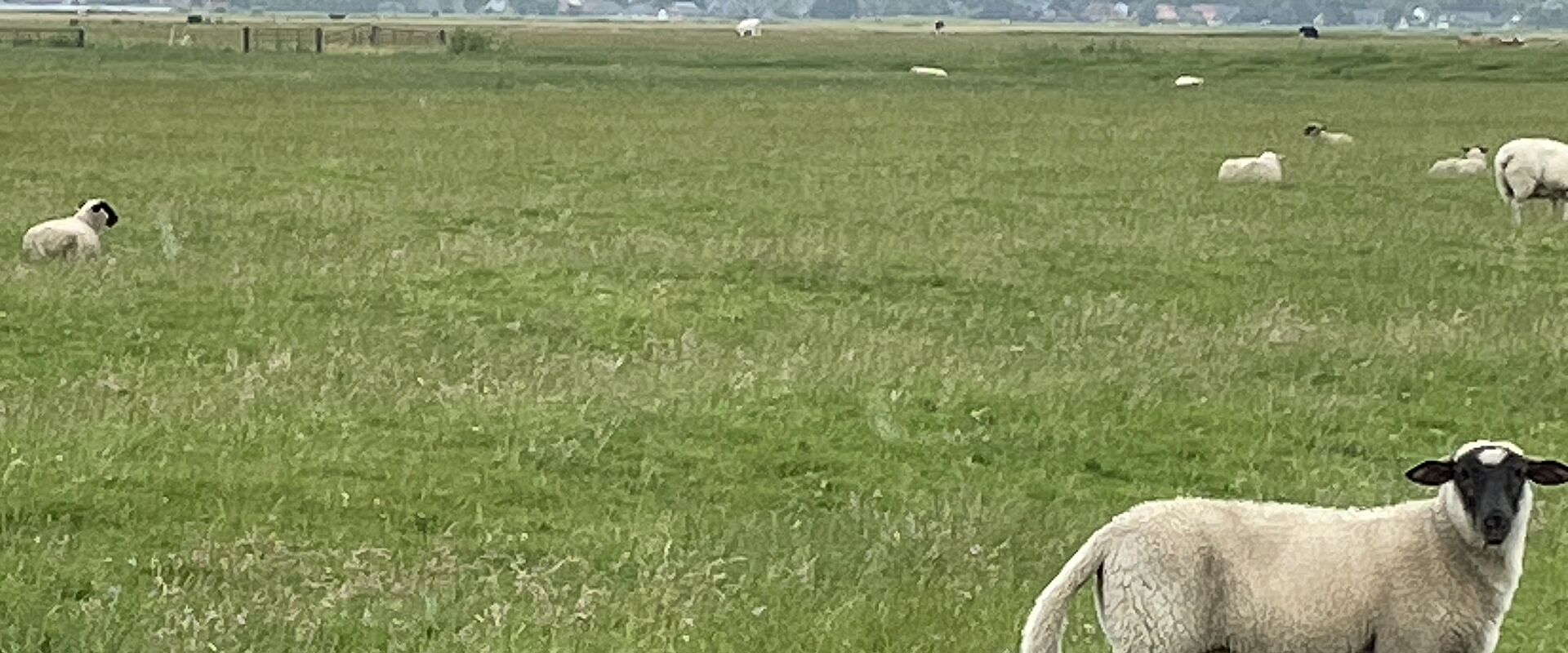 Schafe auf einer Weide, am Horizont Stadtsilhouette von garding mit Kirchturm
