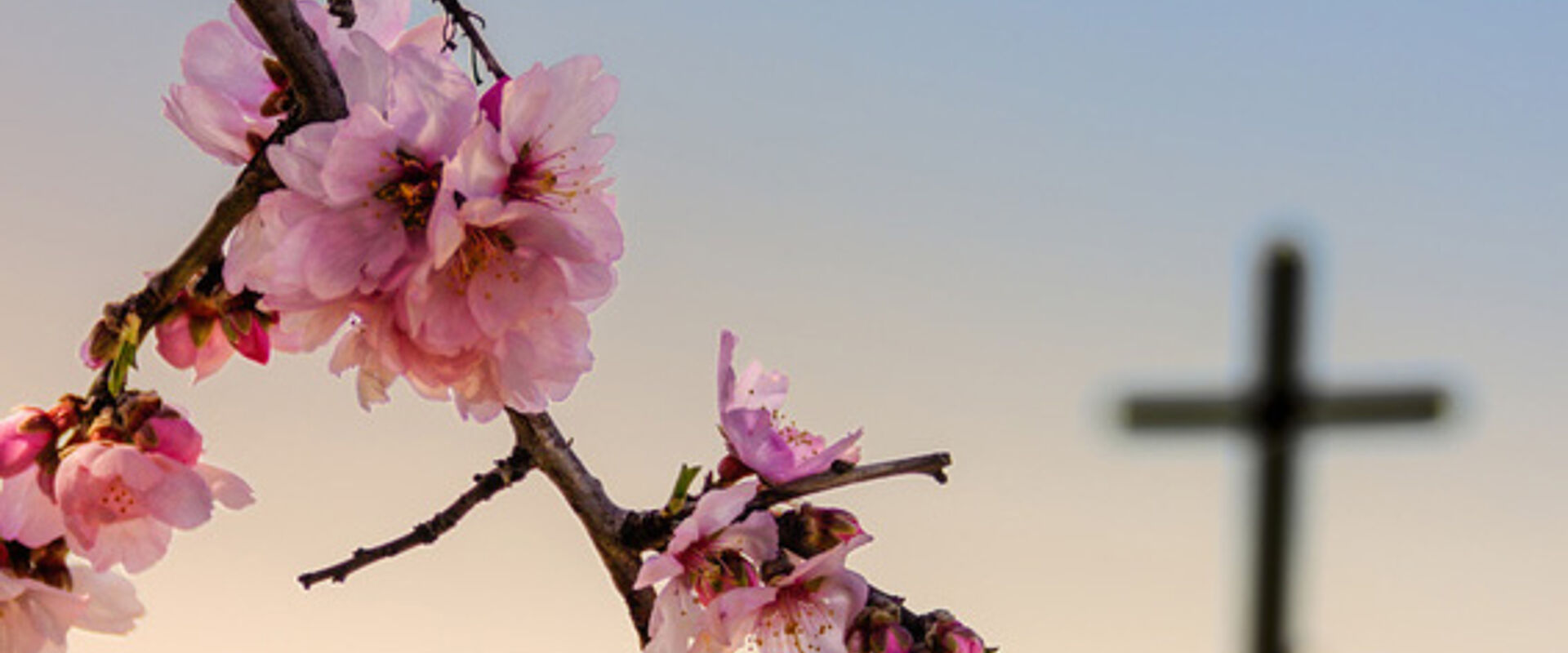 PASQUA.Morte e rinascita.ITALIA(Puglia) Kirschen blühen an einem Grab