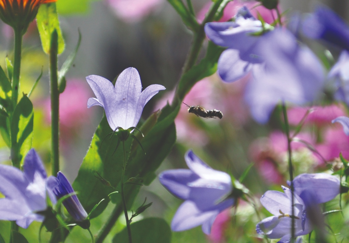 Vielfalt wächst in Hamburg und Umgebung