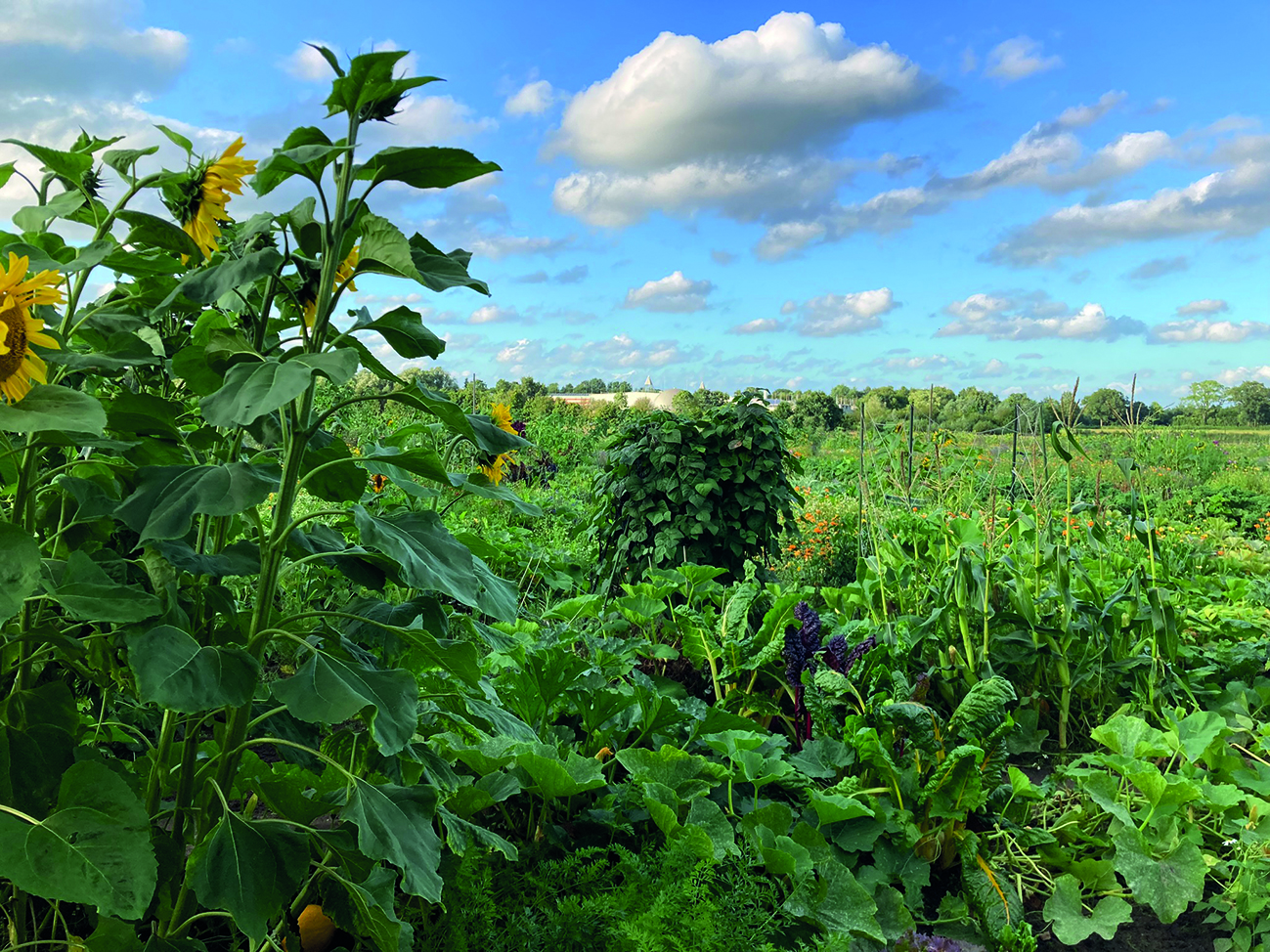 Säen, Pflanzen, Ernten, Begegnung