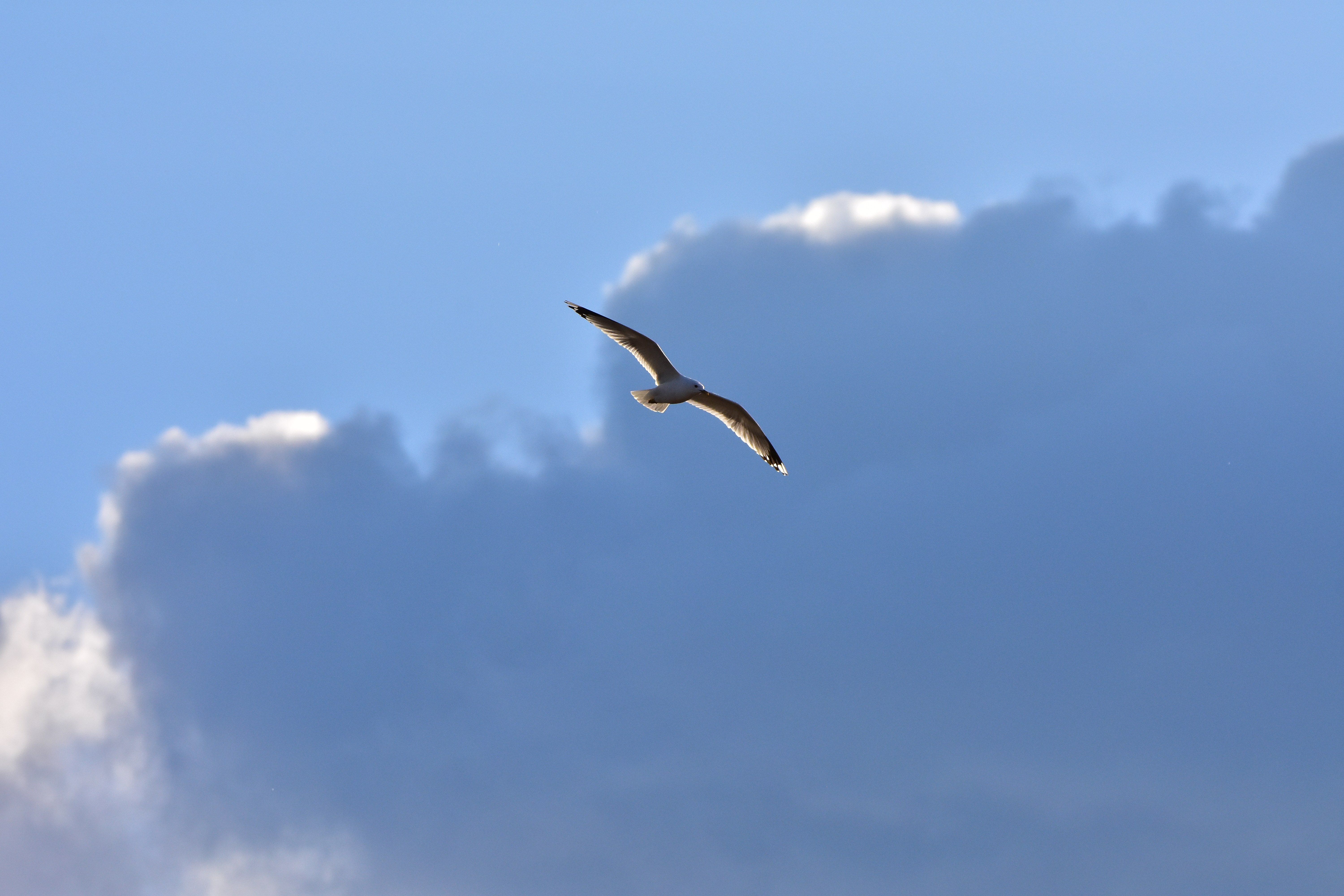 9. Sonntag nach Trinitatis