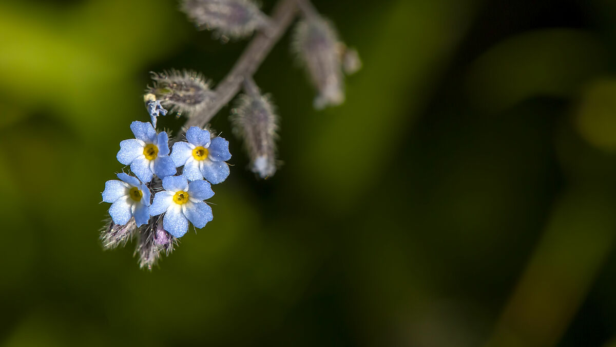 Das Vergissmeinnicht erinnert an all jene, die ihr Land verlassen mussten und auf der Flucht gestorben sind. Das Diakonische Werk Schleswig-Holstein und "Brot für die Welt" verteilen die Blumen am Weltflüchtlingstag. 