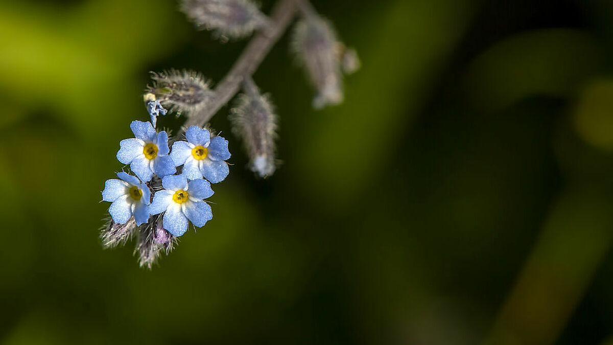 Das Vergissmeinnicht erinnert an all jene, die ihr Land verlassen mussten und auf der Flucht gestorben sind. Das Diakonische Werk Schleswig-Holstein und "Brot für die Welt" verteilen die Blumen am Weltflüchtlingstag. 