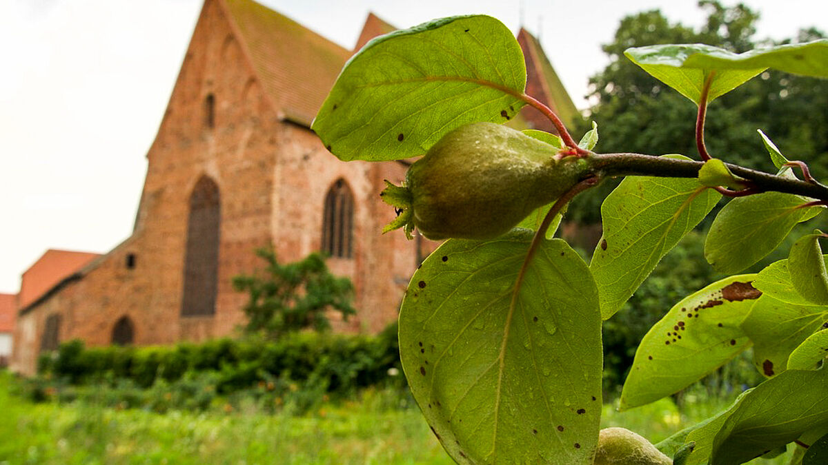 Die Quitte war für Hildegard von Bingen eines der wichtigsten Heilmittel. Die Frucht ist reich an Ballaststoffen und Vitaminen. Empfohlen wird sie vor allem Menschen, die an Rheuma oder Gicht leiden. Her wächst die Frucht im Garten des Kloster Rehna.