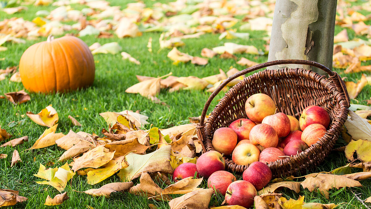 In vielen Orten wird Erntedank mit Herbstmärkten gefeiert, auf denen regionale Produkte gekauft werden können. 