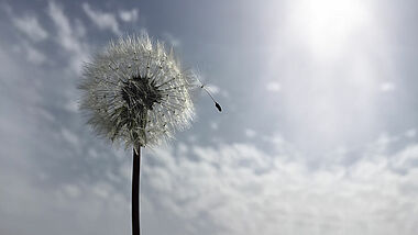 Pusteblume als Zeichen für Vergänglichkeit 