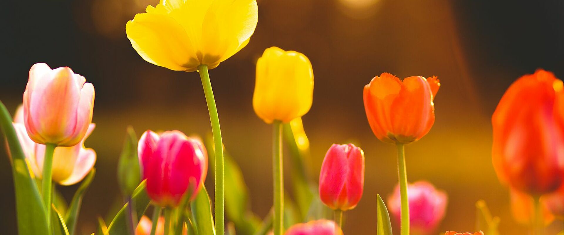 Tulpen sind Frühlingsboten: Sie werden zum Osterfest auch in vielen Kirchen und Gemeindesälen zu finden sein. Tulpenwiese