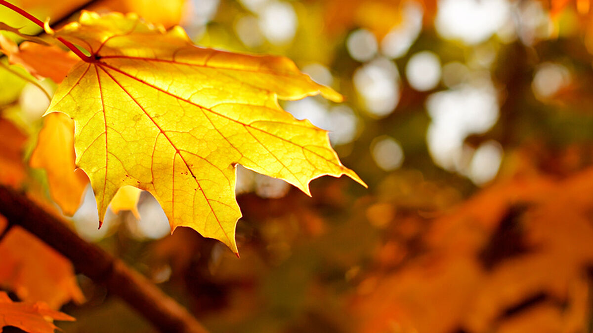 An vielen Orten wird Erntedank gefeiert und auch die gerade zu Ende gegangene Ökumenische Schöpfungszeit hat an die Fülle der Natur und die Notwendigkeit, sie zu bewahren, erinnert.