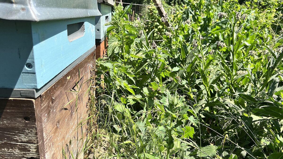 Die Bienen sammeln Honig und bestäuben Pflanzen und Obstbäume.