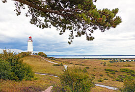 Blick auf einen Kieferzweig und den Leuchtturm Dornbusch auf der Ostseeinsel Hiddensee.