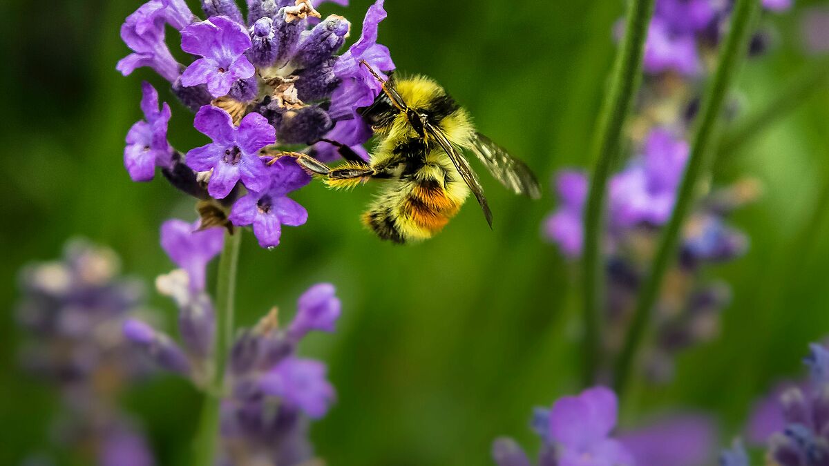 Der Kirchhof Granzin ist nicht nur für Menschen ein Begegnungsort. Auch Bienen und andere Insekten fühlen sich hier wohl. 