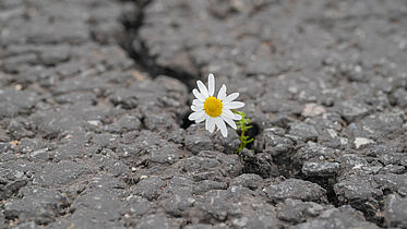 ein Gänseblümchen kämpft sich durch den grauen Asphalt