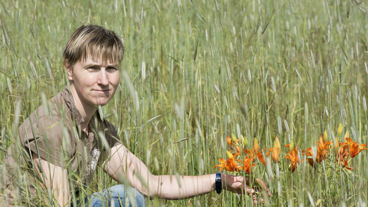 Stefanie Bergmann kniet am 21.06.2016 auf einem Acker ihrer Familie im niedersaechsischen Govelin. Zwischen dem Roggen leuchten auf dem Feld ueberall Feuerlilien hervor. Mit zurueckhaltender Bewirtschaftung sorgen die Bergmanns dafuer, dass selten gewordene Ackerwildkraeuter wieder zum Vorschein kommen. Aus Sicht des Agraroekologen Stefan Meyer von der Universitaet Goettingen leistet die Landwirtsfamilie damit einen wichtigen Beitrag zum Schutz der Natur. Wo die Wildkraeuter nicht mehr zu finden sind, haetten auch andere Arten kaum noch Chancen, sagt er. Insekten, vor allem Bienen, aber auch Hamster oder Greifvoegel seien dann gefaehrdet. (Siehe epd-Bericht vom 23.06.2016)