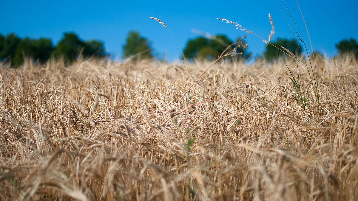 Ob Überschwemmungen oder Dürre: Der Klimawandel hat viele Gesichter, er betrifft immer mehr Menschen und Lebensräume.