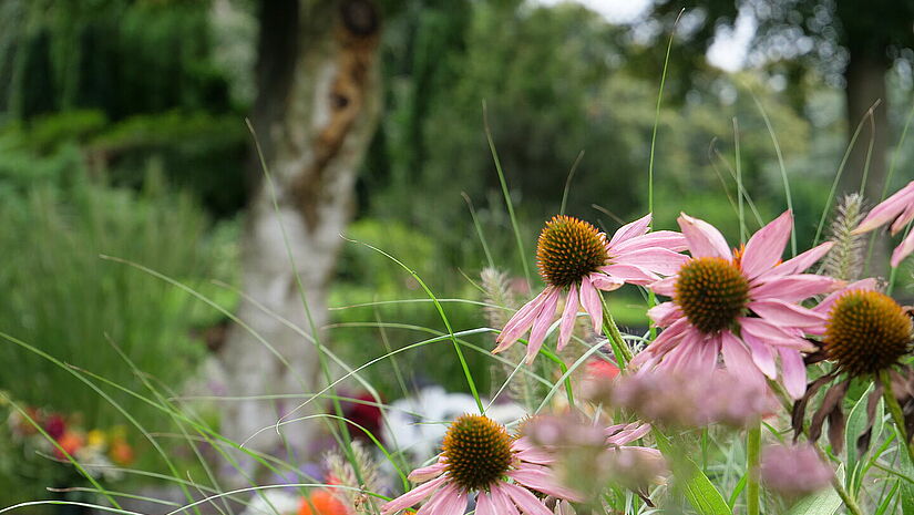 Bunte Blumen blühen auf einem Friedhof.