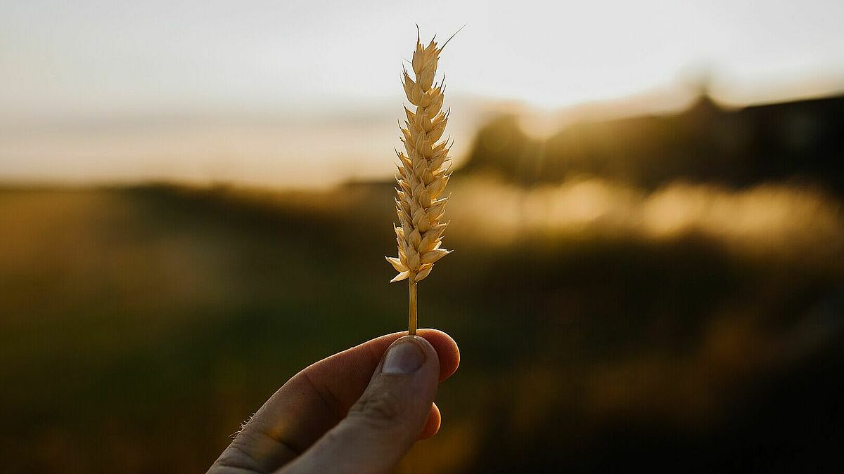 Eine Hand hält ein Stück Weizen, warmes Licht