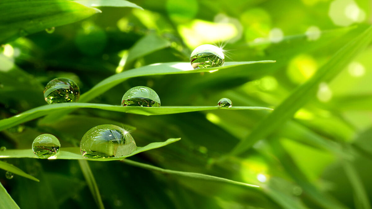 Den „Garten am frischen Wasser“ baut der Kirchenkreis Ostholstein zur Landesgartenschau (Symbolbild)