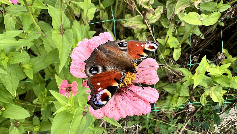 Pfauenauge auf einer Blüte