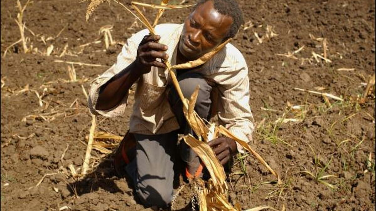 Bauer Never Nesa schaut nach seinem durch Dürre zerstörten Mais in Mbongu im Bezirk Nsanje im südlichen Malawi (Archiv). 