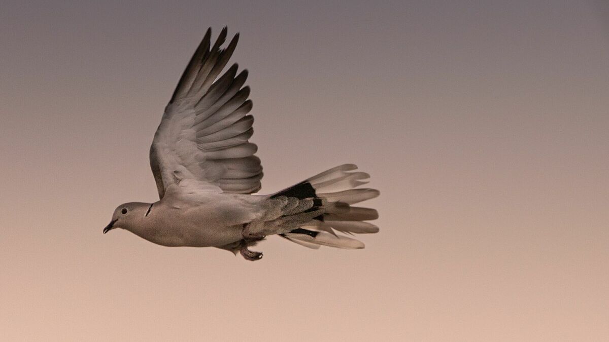 "Lasse es nicht zu, dass deine Kirche Jemanden verliert aus Wut gegenüber Mitmenschen und Verwandten, sondern, schenke wie ein großzügiger Gott baldige Versöhnung", heißt es in dem Friedensgebet, zu dem die Nordkirche aufruft. 