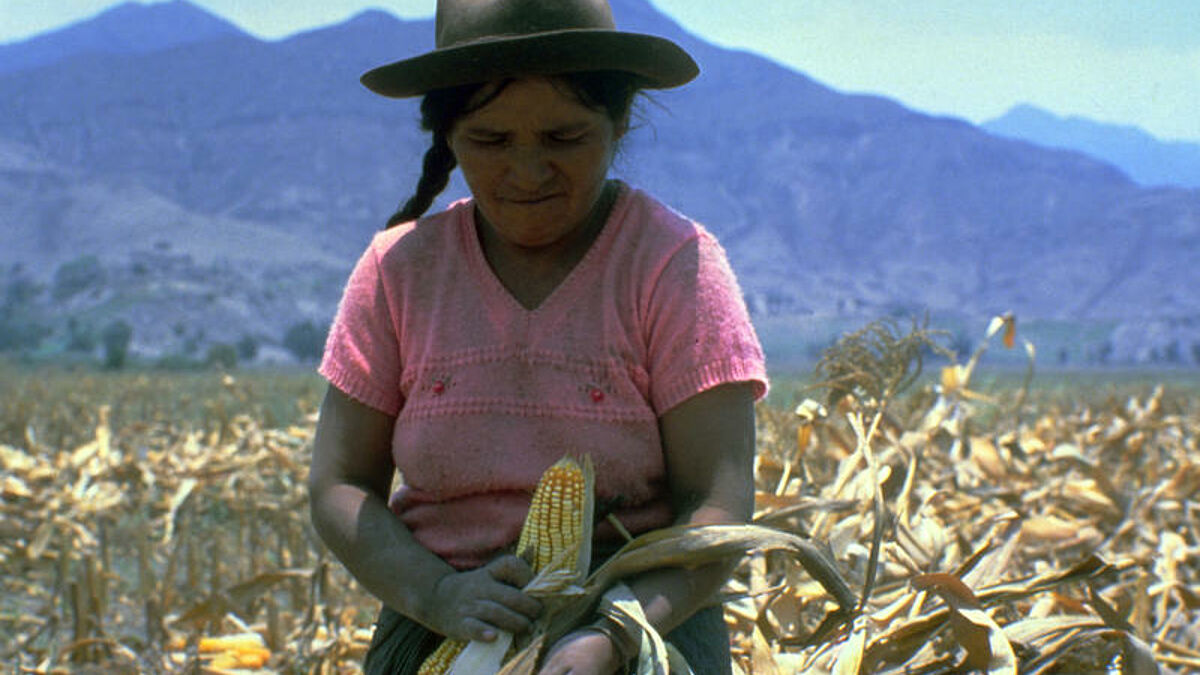 Eine Kleinbäuerin auf ihrem Feld in Ecuador (1986), die von der ökumenischen Entwicklungsbank "Oikokredit" unterstützt wurde. Es war eines der ersten Projekte von Oikokredit. Das gewährleistete Darlehen wurde längst zurückgezahlt.