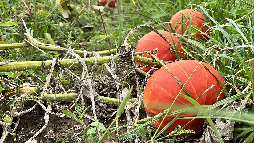 Kürbis auf dem Feld 