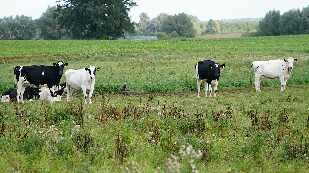 "Wenn ich sonntags am frühen Morgen bei den Kühen auf der Weide sitze und über die Felder schaue, dann ist das was für die Seele", so Landwirt Claus-Dieter Tobaben.