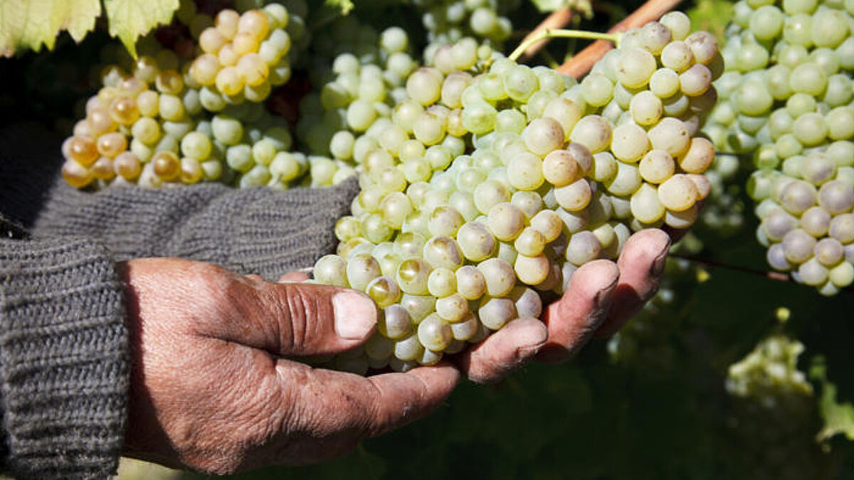 Trauben in einem Weinanbaugebiet in Chile, das mit fairem Handel bio-zertifizierten Wein produziert