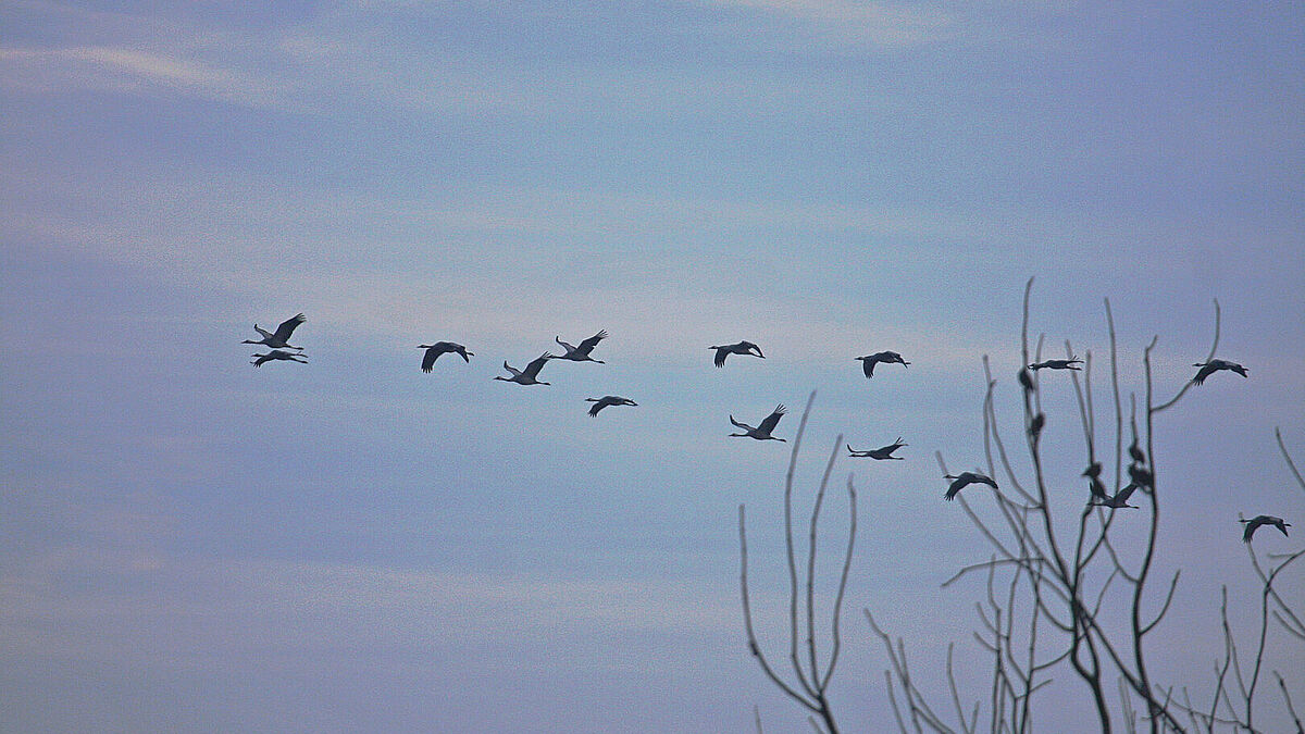 Freiraum und Ruhe kann man beim Pilgern unter dem weiten Himmel Mecklenburgs finden. Auch Kranichen (Bild) oder Bibern kann man unterwegs begegnen.