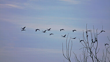 Das Bild zeigt eine Gruppe von Kranichen im Flug. Der Himmel ist blau-lila, im Vordergrund ist ein kahler Ast zu sehen. 