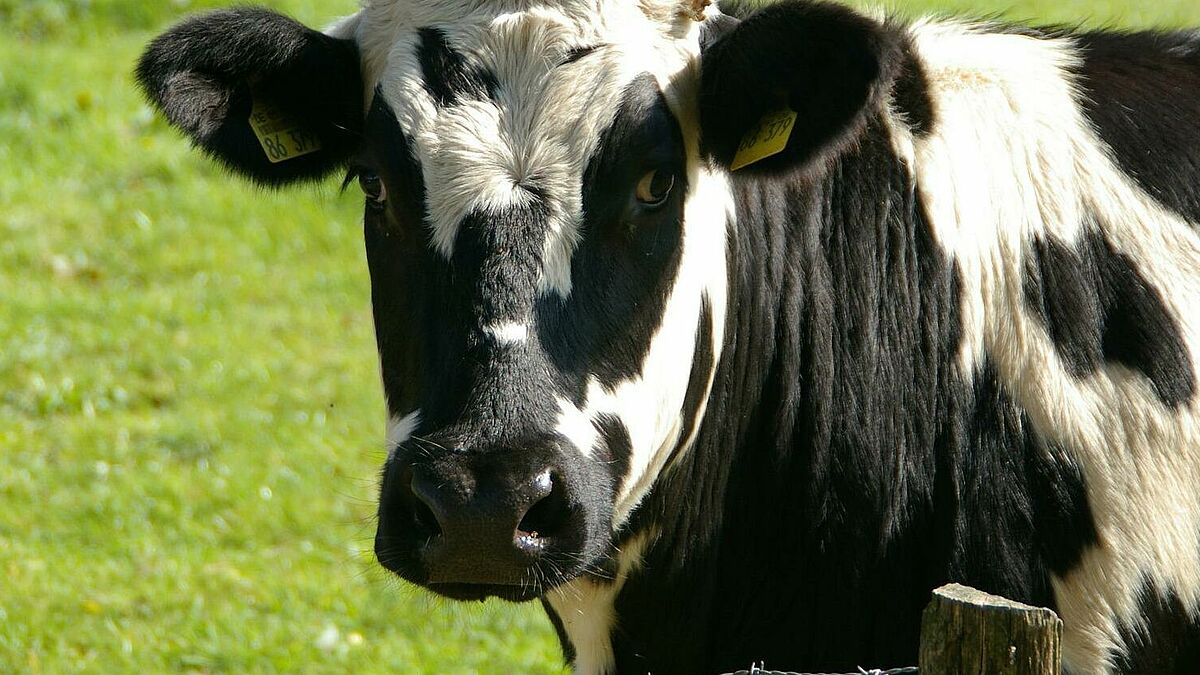 Wie viele Strophen hat denn nun das Lied "Herrn Pastor sien Kauh"? Beim Plattdeutschen Singefest in Barth könnte ein neuer Rekord erstellt werden. 