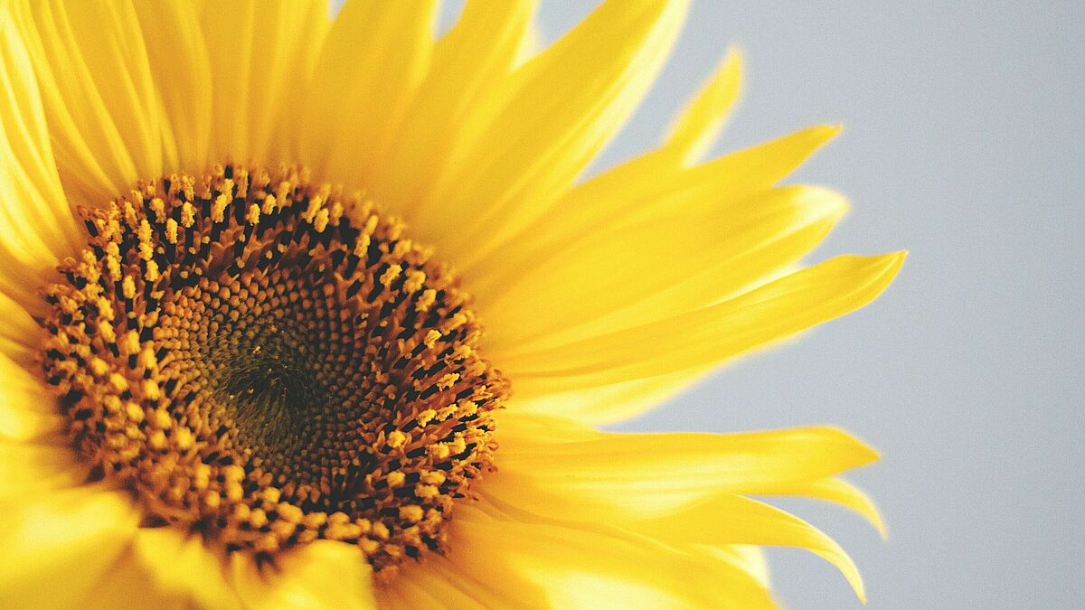 Bald schon werden die Sonnenblumen an vielen Ecken Stralsunds blühen und für gute Laune sorgen. 