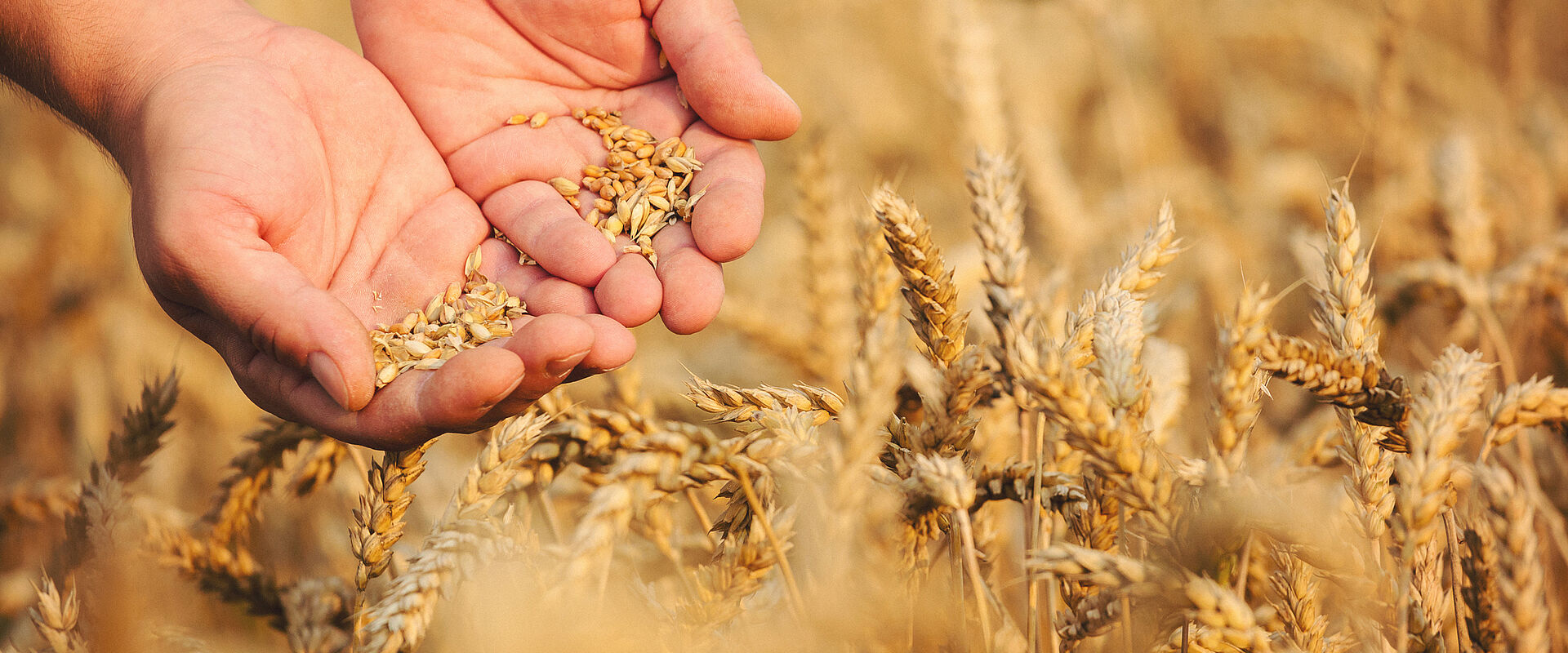 Hände halten Kornähren auf einem Feld im Herbst