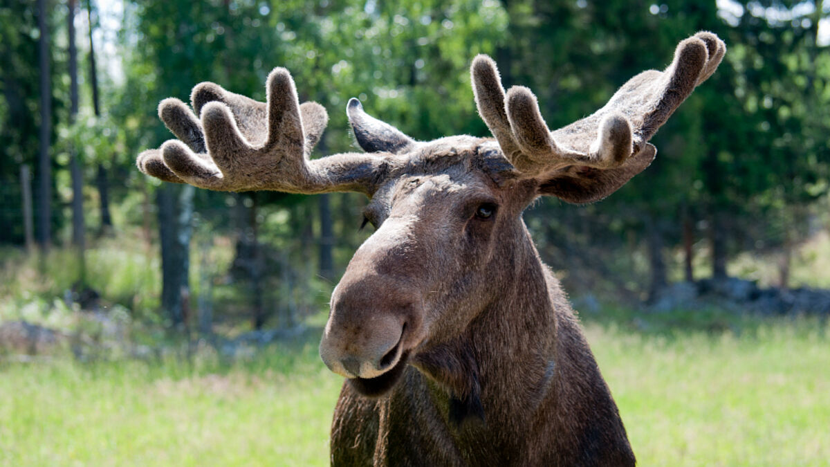 Ein Elch tief im Wald in Schweden.