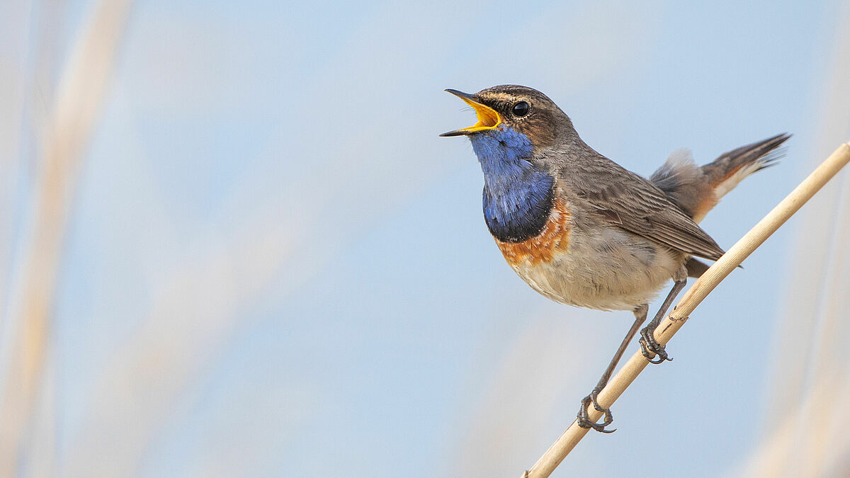 Am vergangenen Sonntag Kantate (2. Mai) ist die bundesweite Kampagne "Schick uns dein Lied!" gestartet. Im Bild zwitschert ein Blaukehlchen, dessen Gesang als variantenreich gilt.