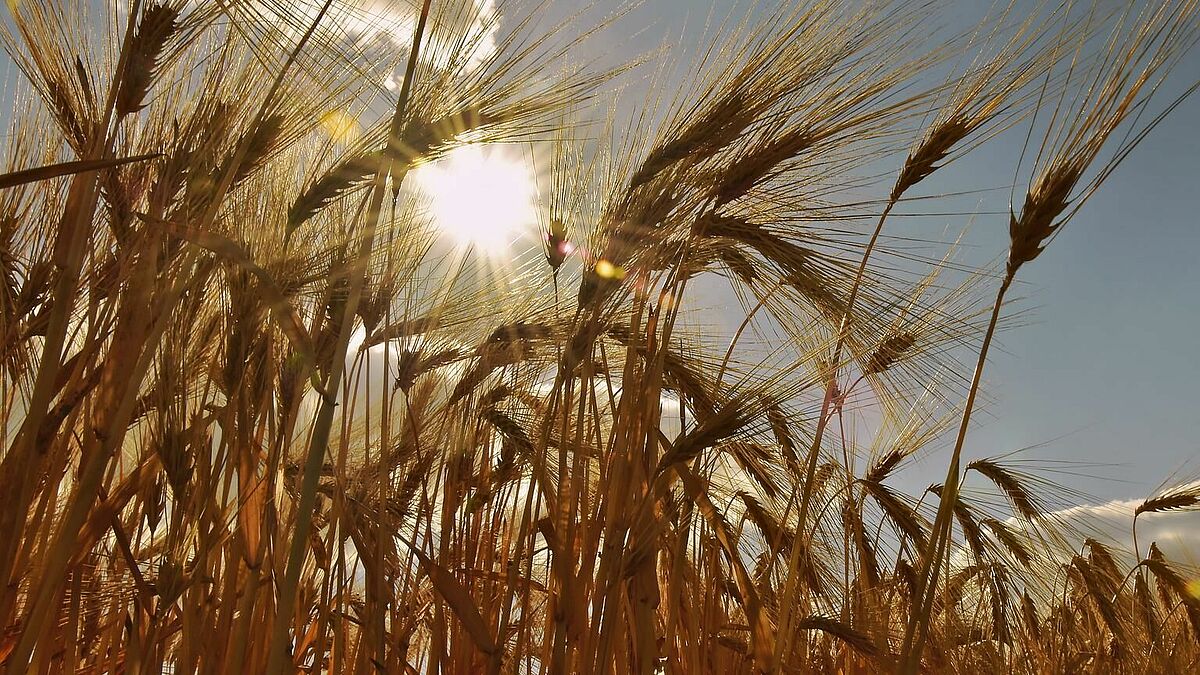 Wir brauchen die Landwirtschaft für unsere Nahrungsmittelproduktion. Doch unter welchen Bedingungen sollen und können die norddeutschen Betriebe in Zukunft wirtschaften? Die Kirchengemeinde Husum lädt zur Diskussion. 