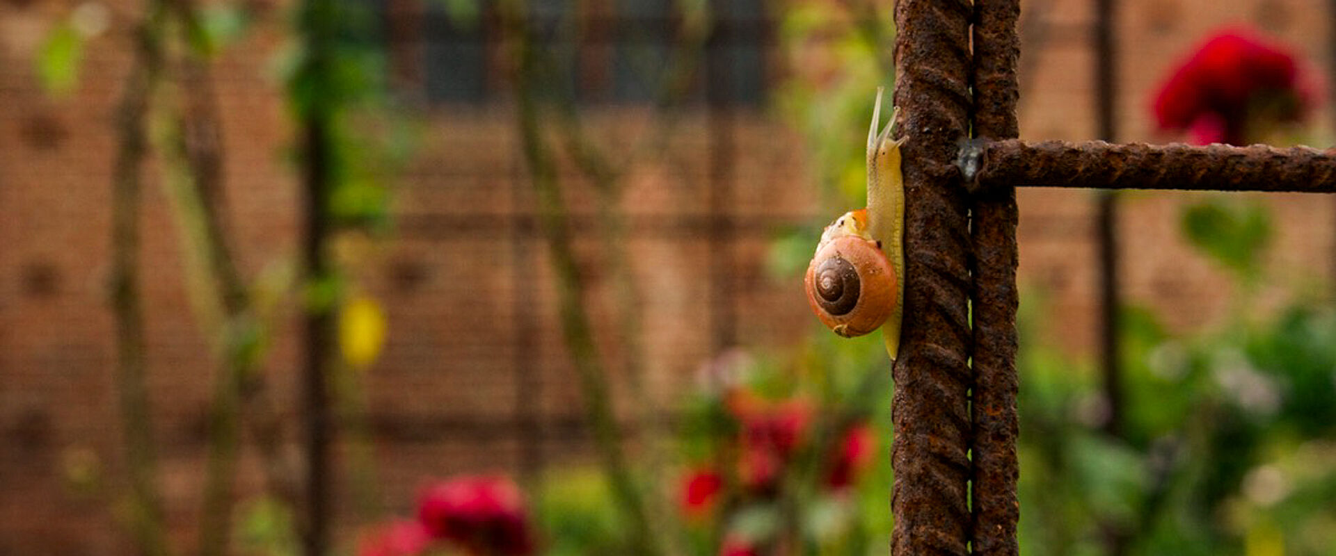 Der Klostergarten lädt zum Verweilen ein.