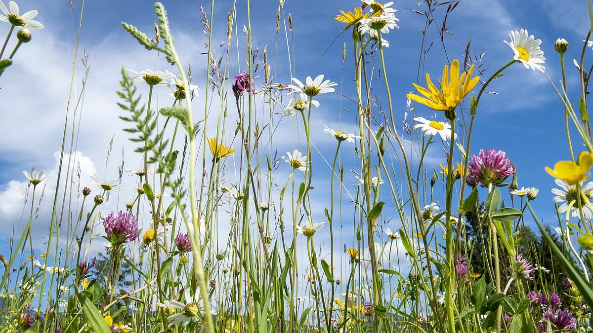 Ein Substrat aus getrockneten Wiesenblumen, Klee, Heu und Stroh kann zur Reerdigung verwendet werden.