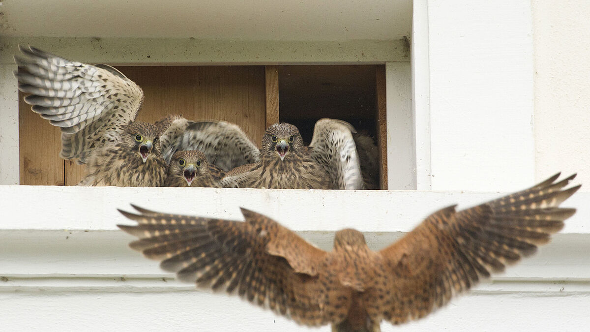 Als ursprünglicher Felsbewohner hat der Turmfalke in unseren Dörfern und Städten Kirchtürme, Masten, hohe Häuser und Scheunen für sich entdeckt – vorausgesetzt eine zugängliche Öffnung oder Nische bietet ihm Platz zum Brüten