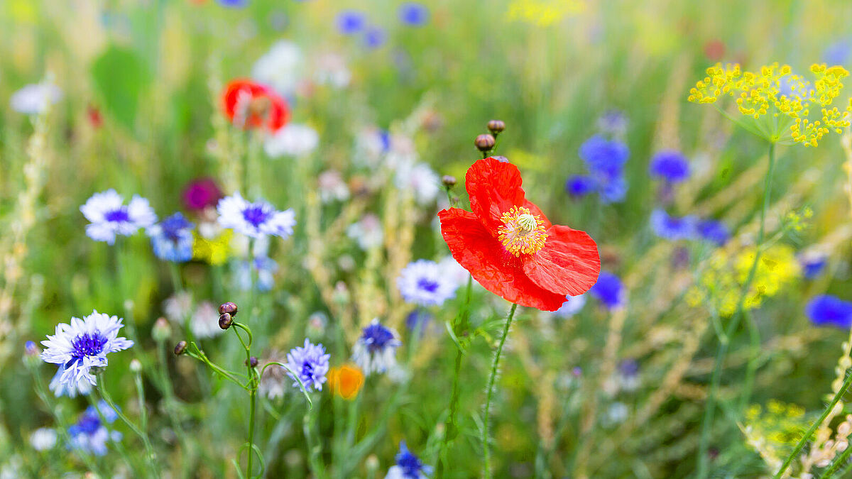 Im August haben Frauen die Möglichkeit, eine spirituelle Kurzreise auf den „Hof am Wege“ in Liensfeld zu unternehmen. 