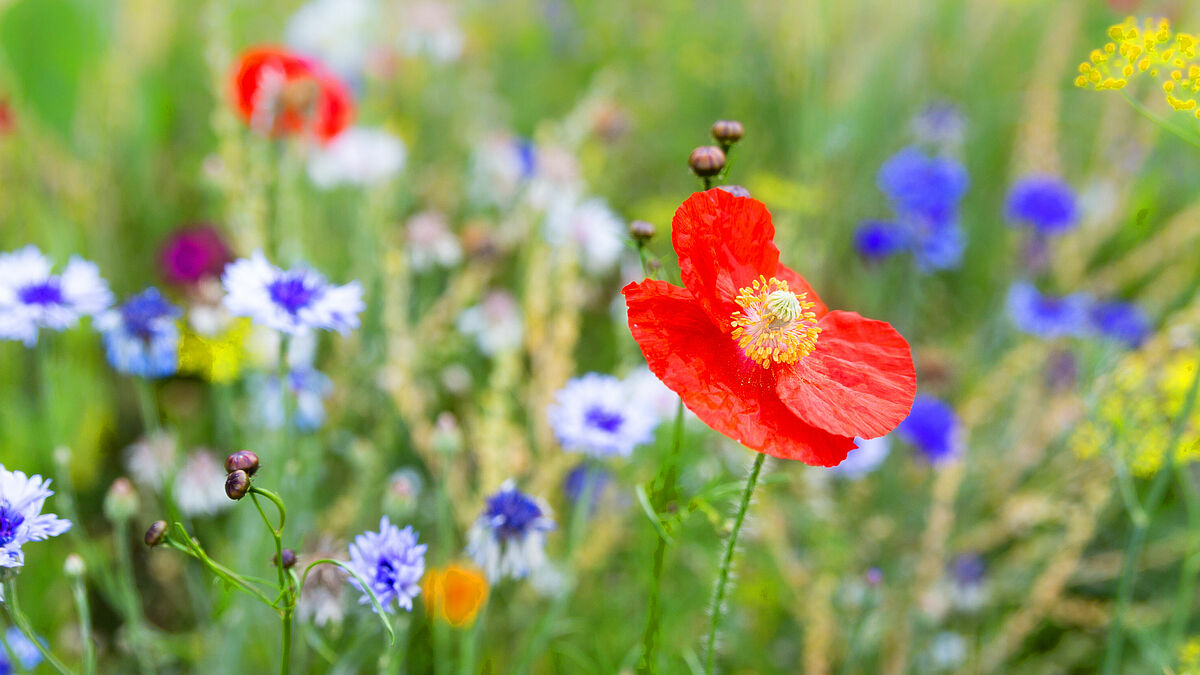 Bienen und andere Nützlinge lieben Wildblumen. Die Cornelius-Kirchengemeinde möchte deswegen einen Teil ihrer Fläche in ein solches Insektenparadies umwandeln. 