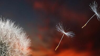 Pusteblume im Abendrot