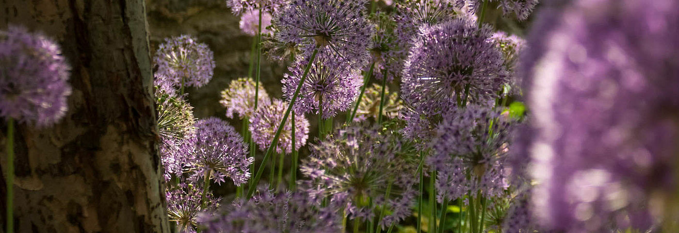 Allium blüht in einem Garten