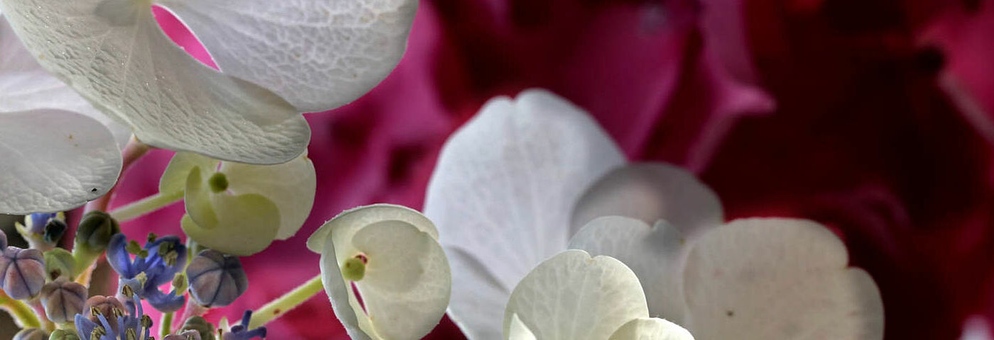 Hortensie