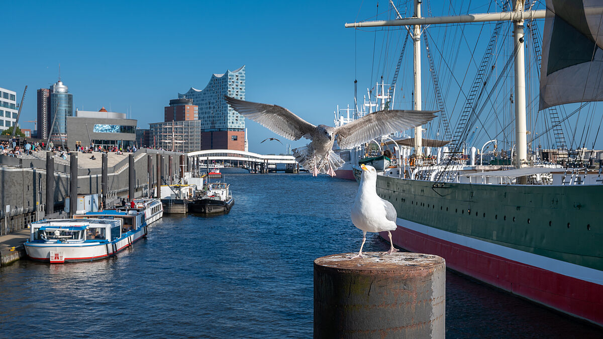 Das Museumsschiff Rickmer Rickmers liegt an den Landungsbrücken in Hamburg. Der 1896 gebaute Frachtensegler gehört wie die Elbphilharmonie und der Hamburger Michel zu den Wahrzeichen der Hansestadt.