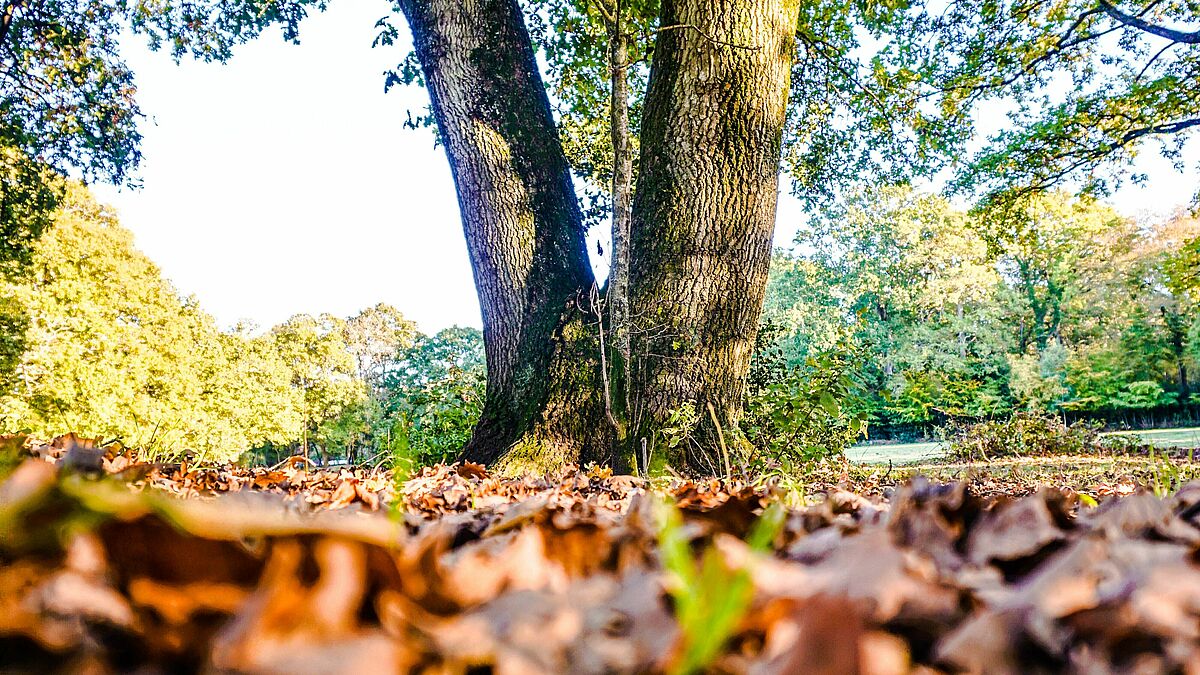 Wie können wir unsere Umwelt schützen und die Schöpfung bewahren? Die Umweltbeauftragten trafen sich in Güstrow zur Tagung. 