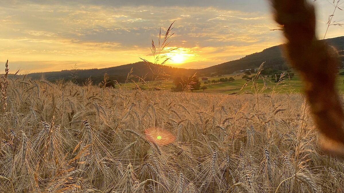 Nicht alle können sich auf eine reiche Ernte verlassen: Der Klimawandel bedroht Existenzen. Brot für die Welt unterstützt etwa Projekte, die Bäuerinnen und Bauern vor extremen Dürren schützen.  